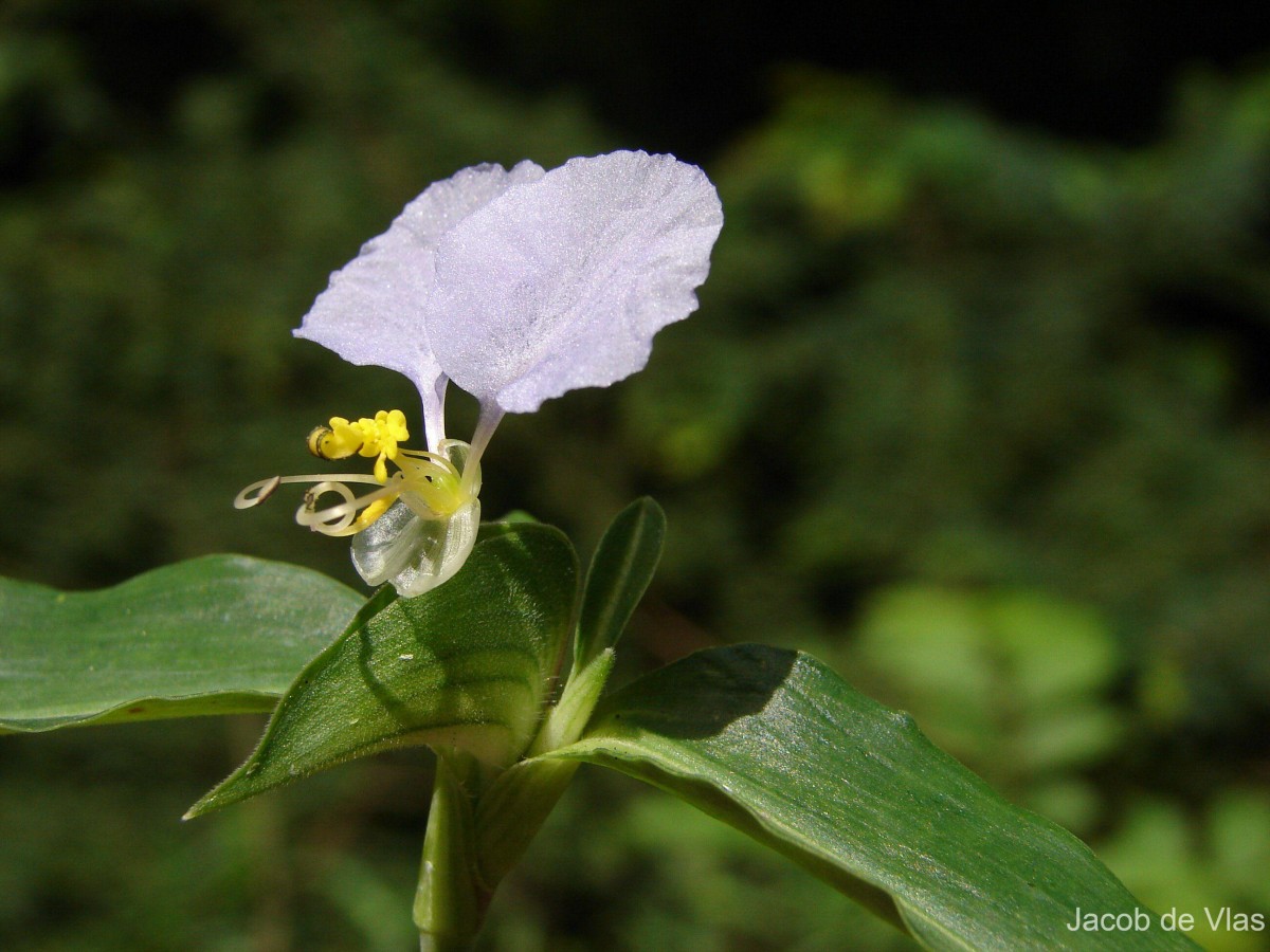 Commelina undulata R.Br.